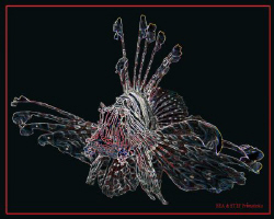 Pterois mutans II by Bea & Stef Primatesta 